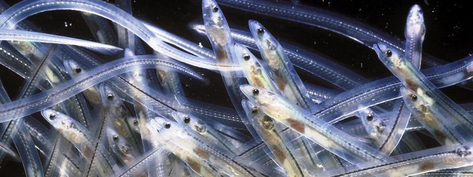 european eels (anguilla anguilla) are called glass eels
