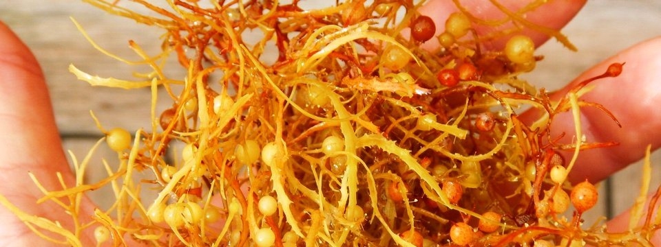 seaweed of the genus Sargassum